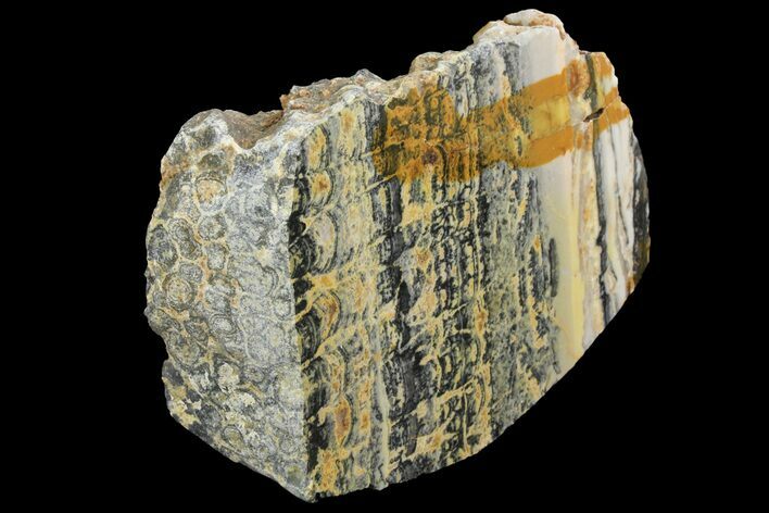 Proterozoic Columnar Stromatolite (Asperia) Section - Australia #161925